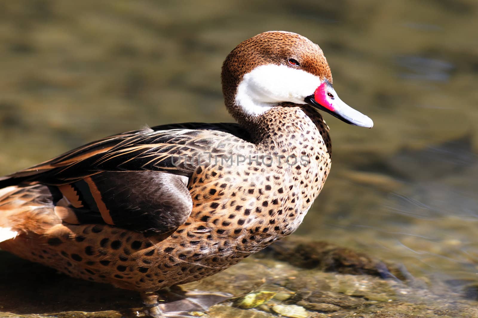 red beak duck on water in morning light