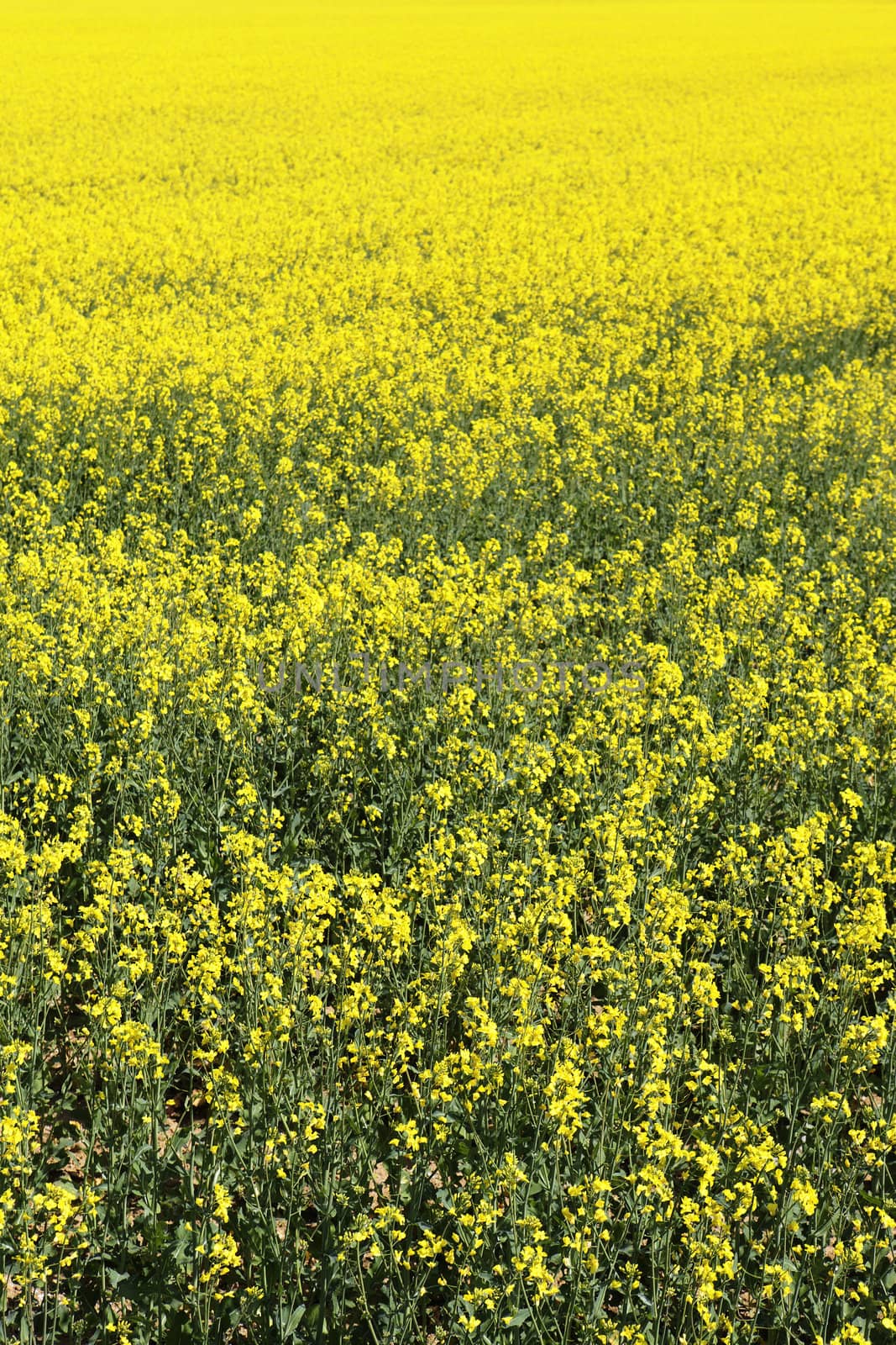 rape field in french country in summer