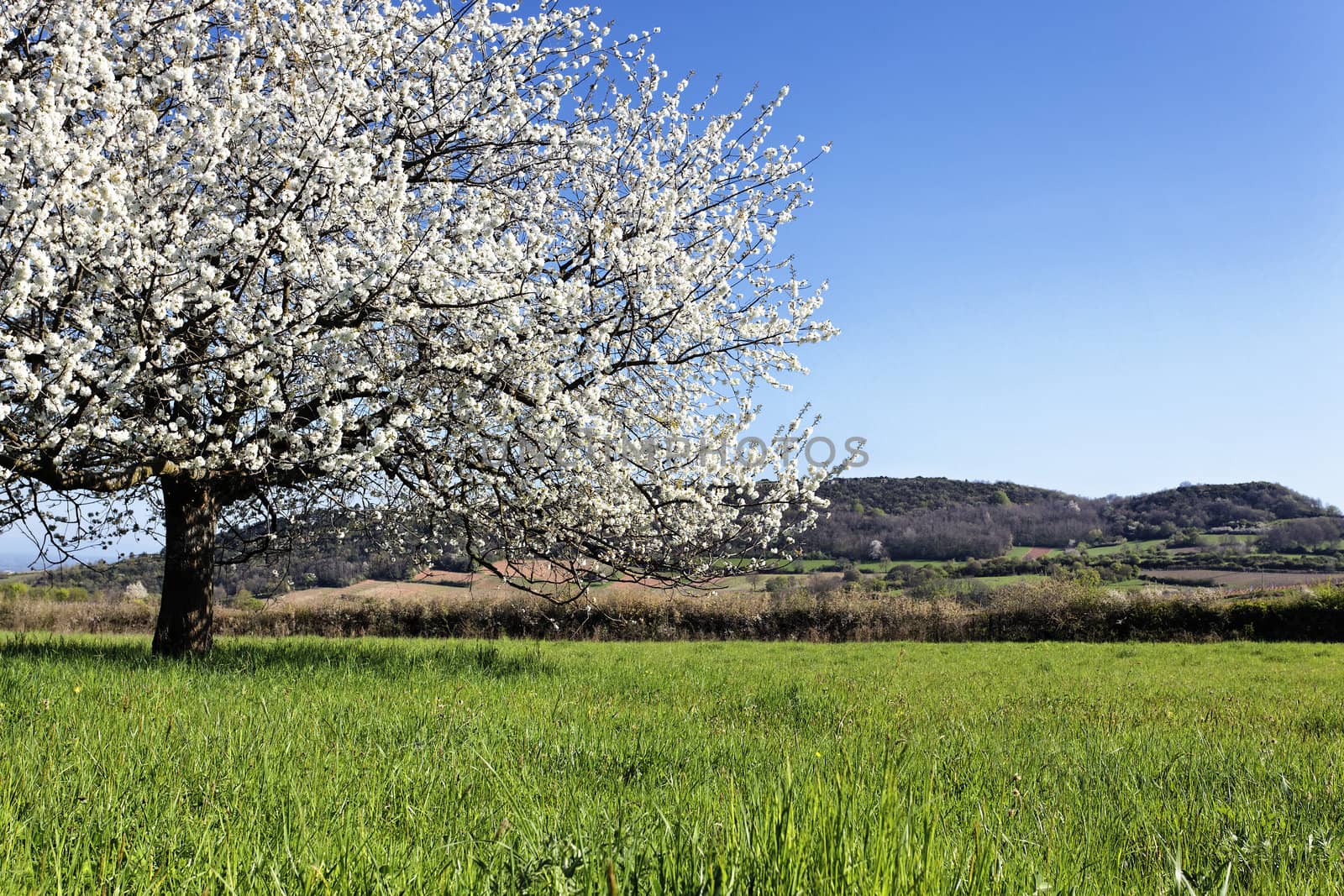 beautiful tree with white flowers on grenn grass