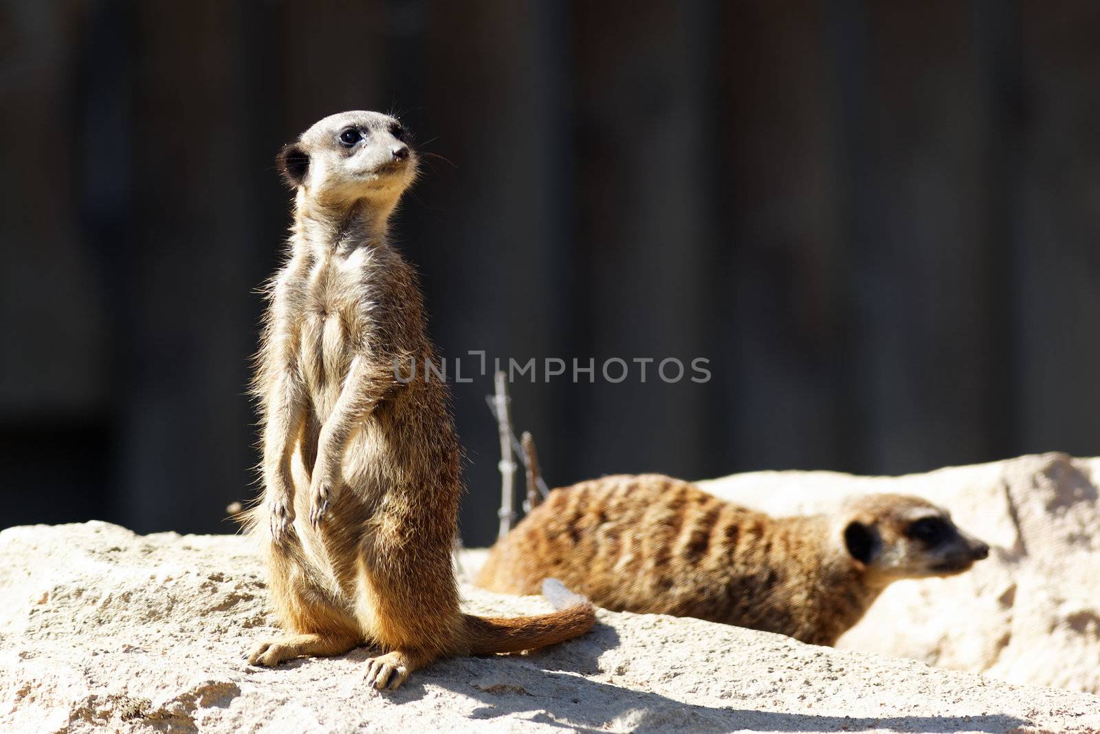 standing meerkat