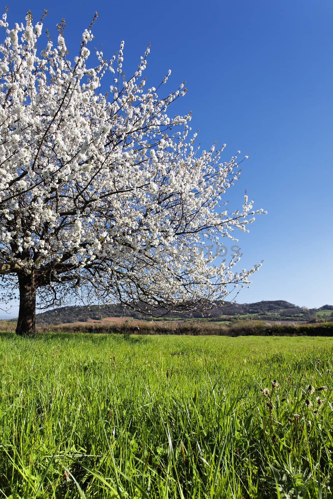 spring tree