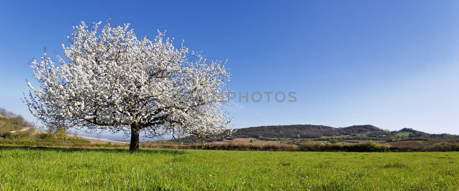 panoramic spring by vwalakte