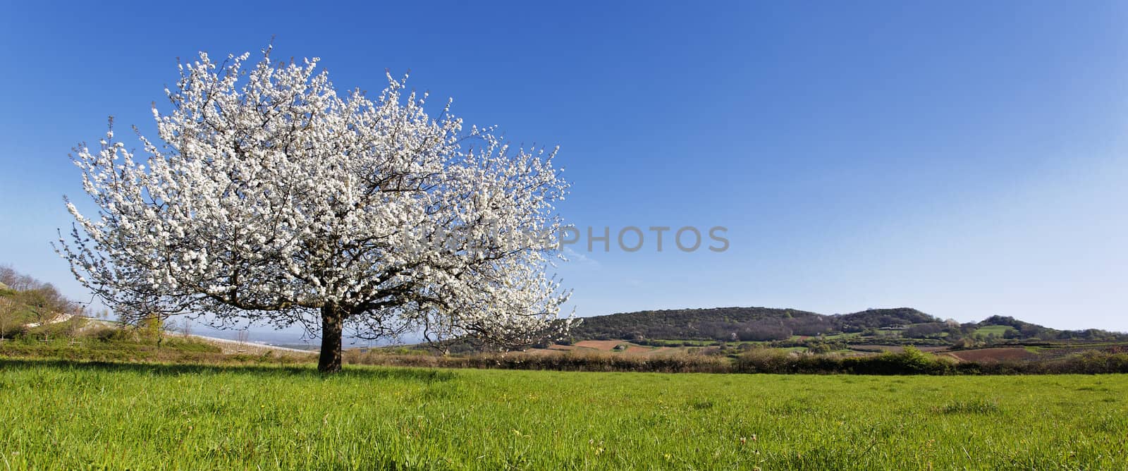 panoramic spring