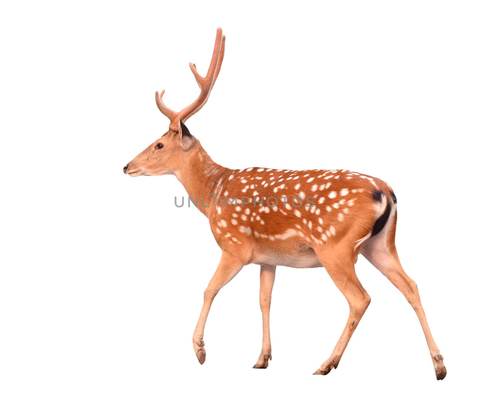 sika deer isolated on white background