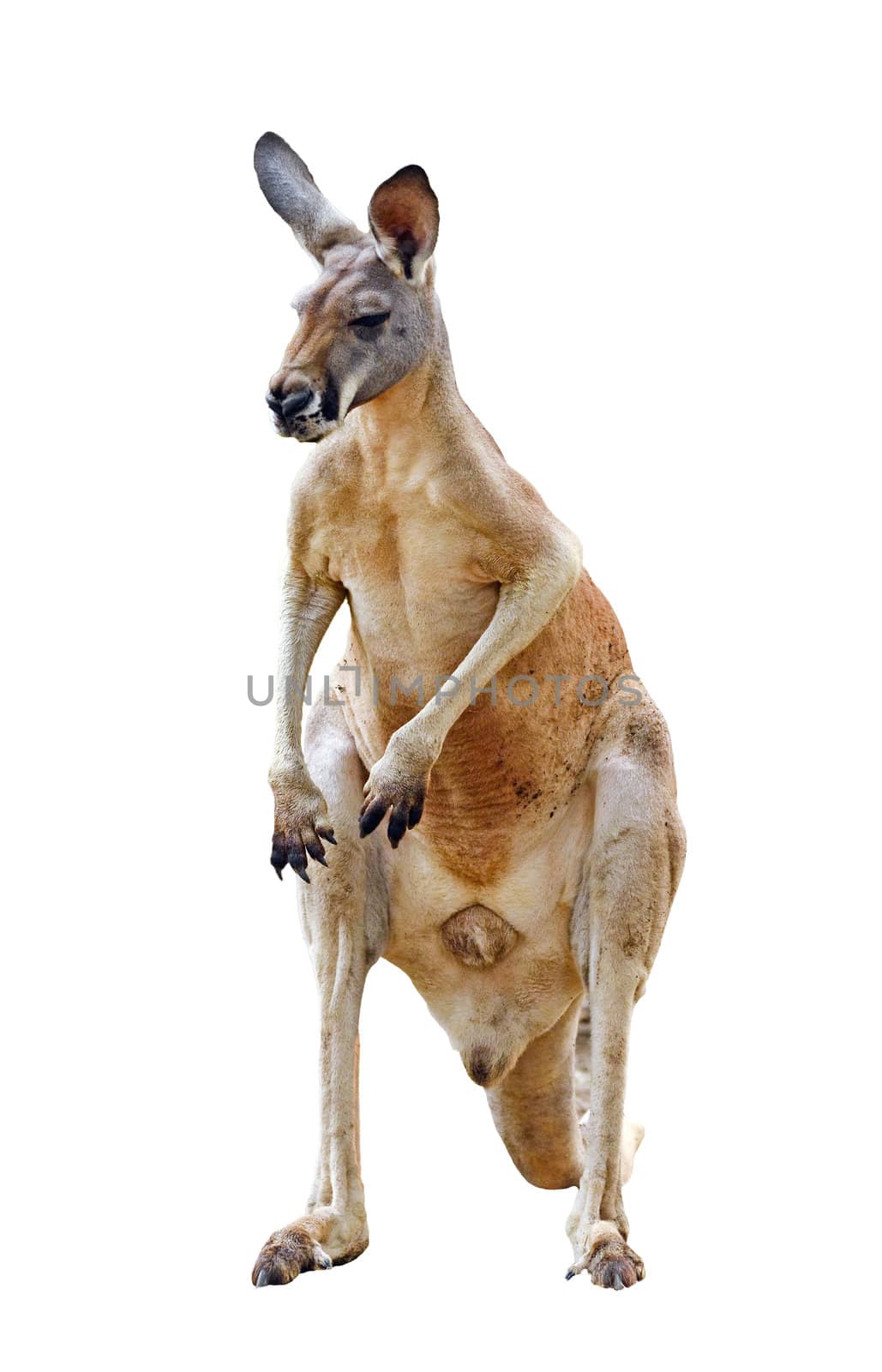kangaroo isolated on white background