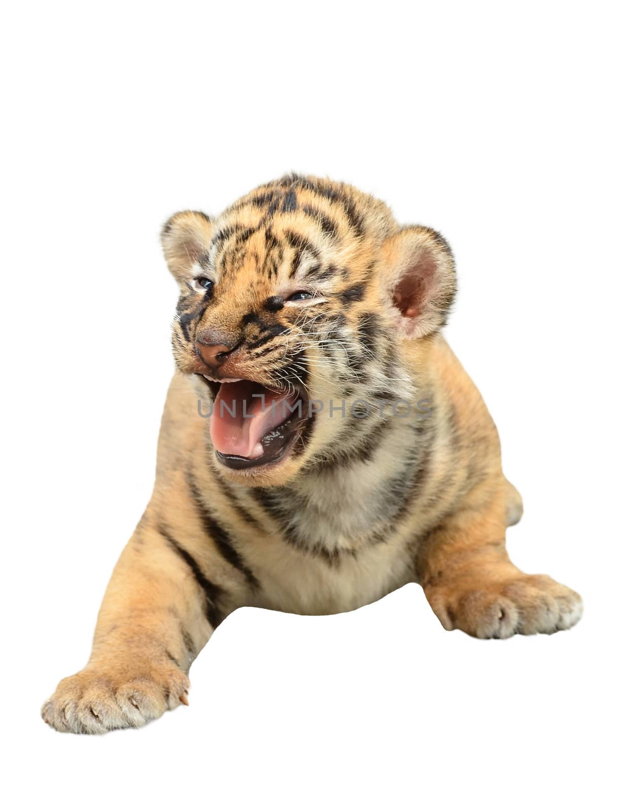 baby bengal tiger isolated on white background