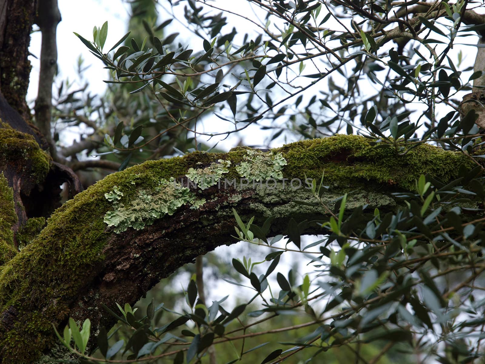 Very old olive tree detail 