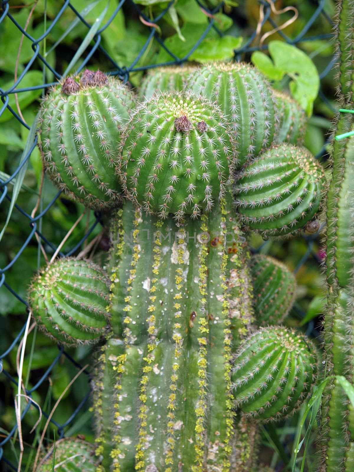 Tropical green cactus