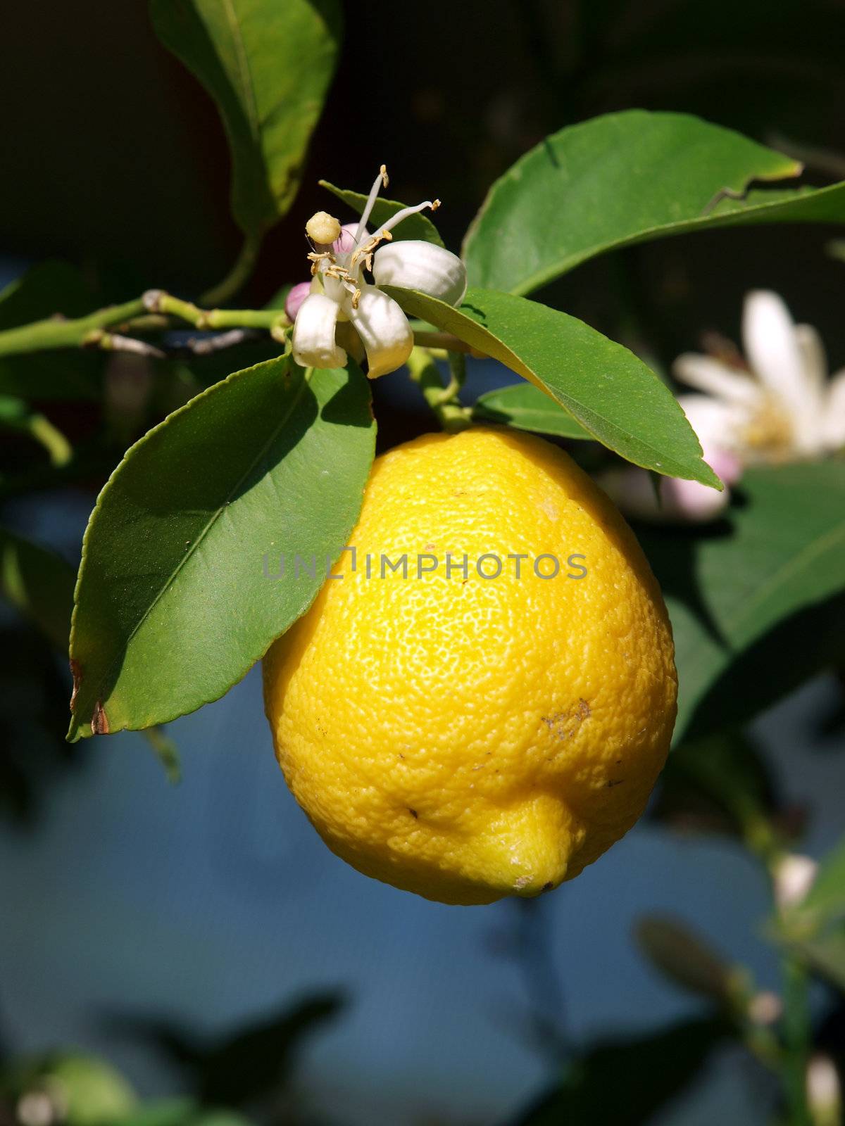 Lemons growing on lemon tree