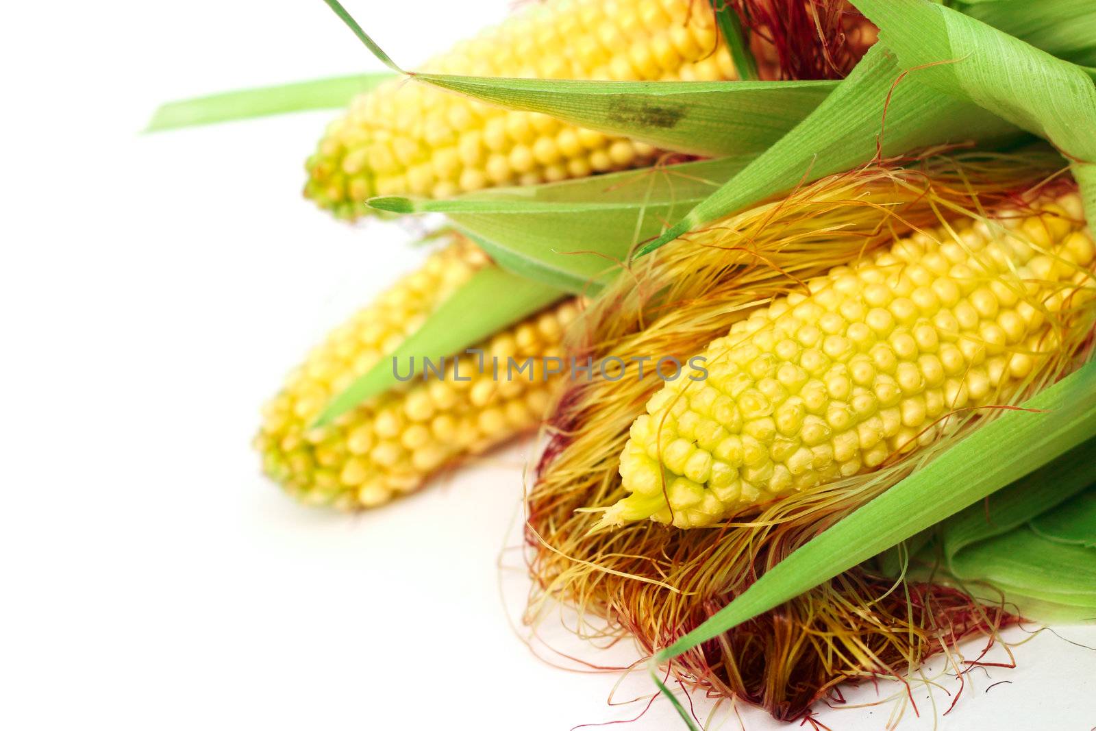 Three ears of corn isolated on a white background corner composition