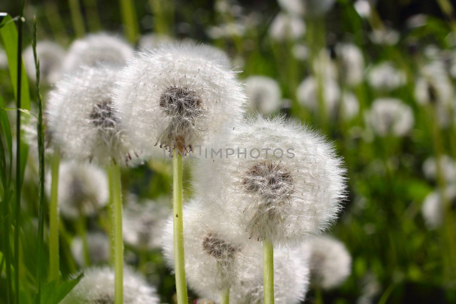Spring dandelions and green grass macro close up