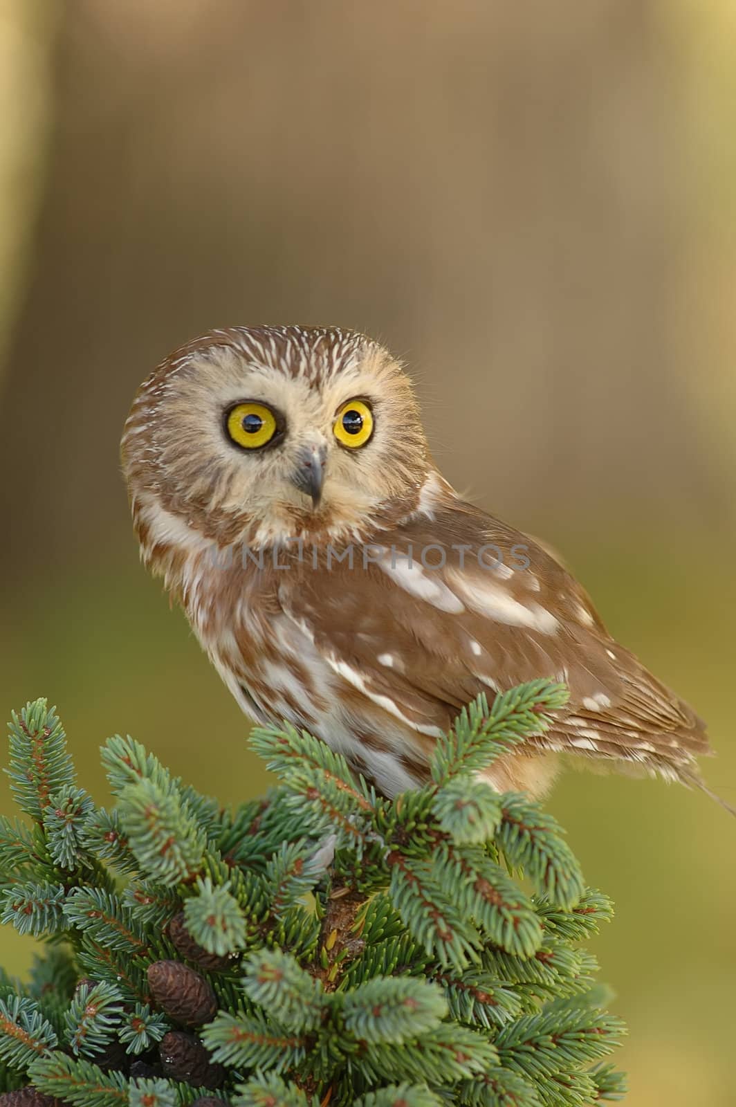 Northern Saw-whet Owl (Aegolius acadicus) sitting on a tree