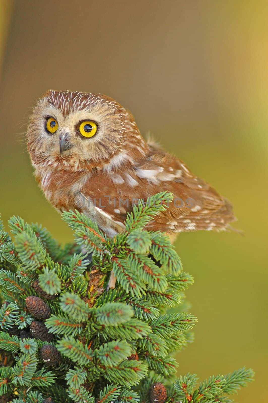 Northern Saw-whet Owl (Aegolius acadicus) by donya_nedomam