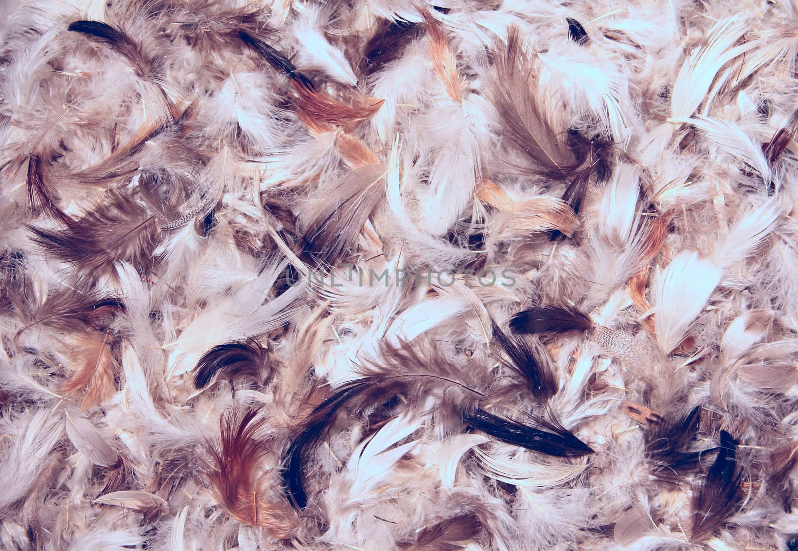 Chicken feather background macro close up