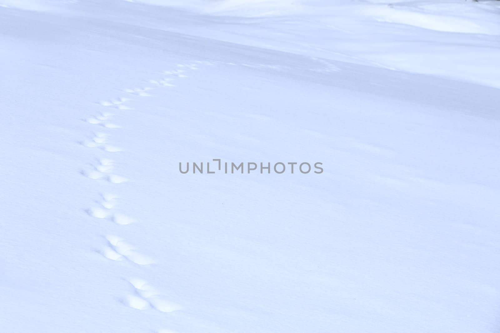 animal traces on fresh clean white snow