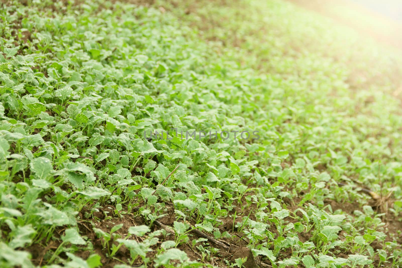 Close-up of green seedlings growing out of soil