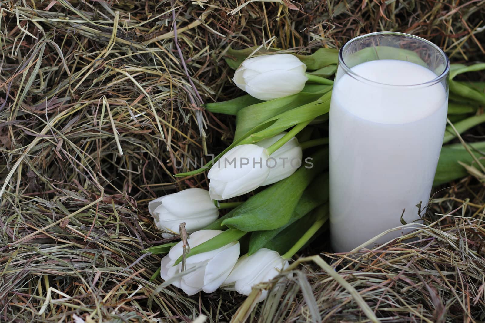 Glass of fresh natural milk and white tulips on hay