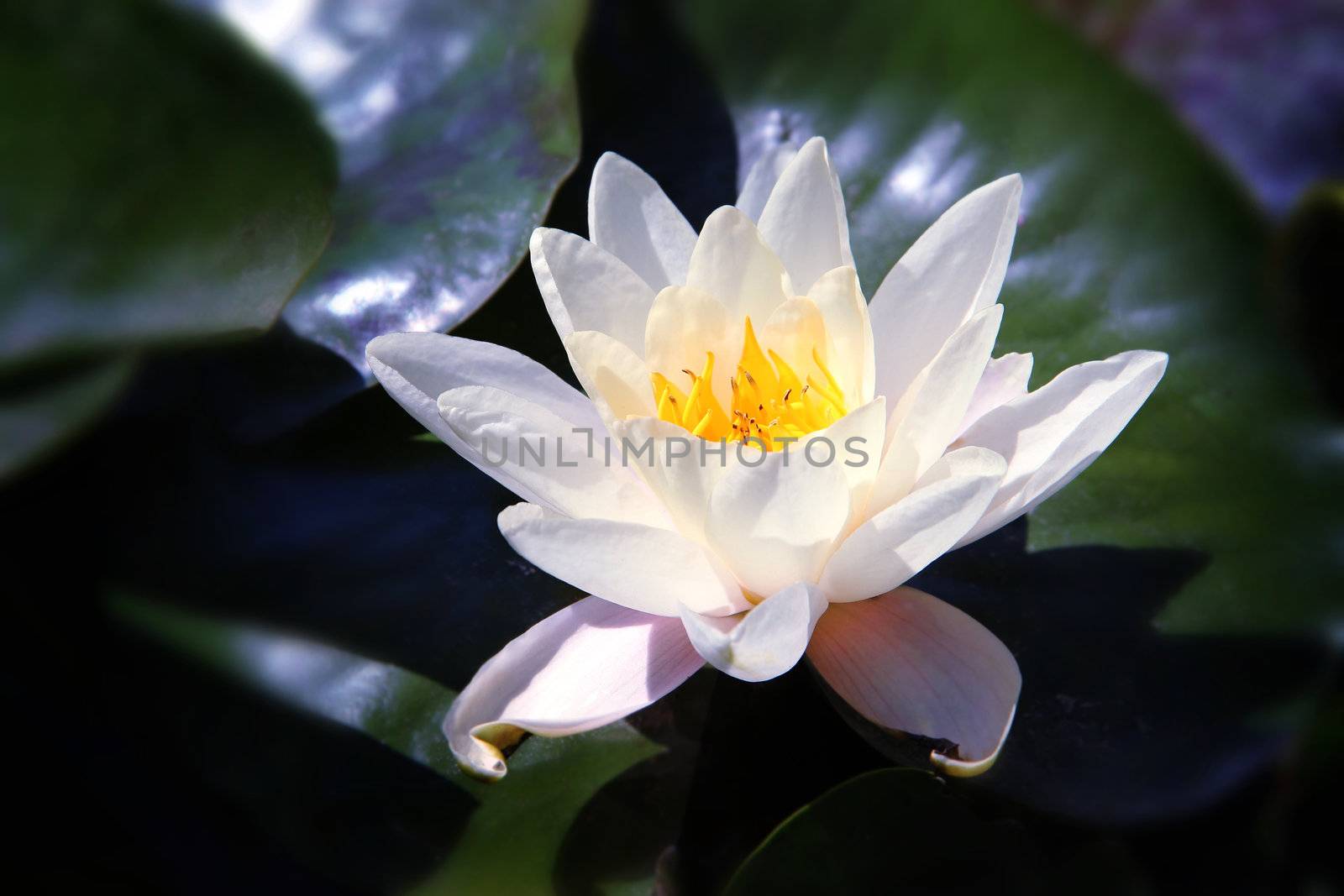 White  Lotus on the River by destillat