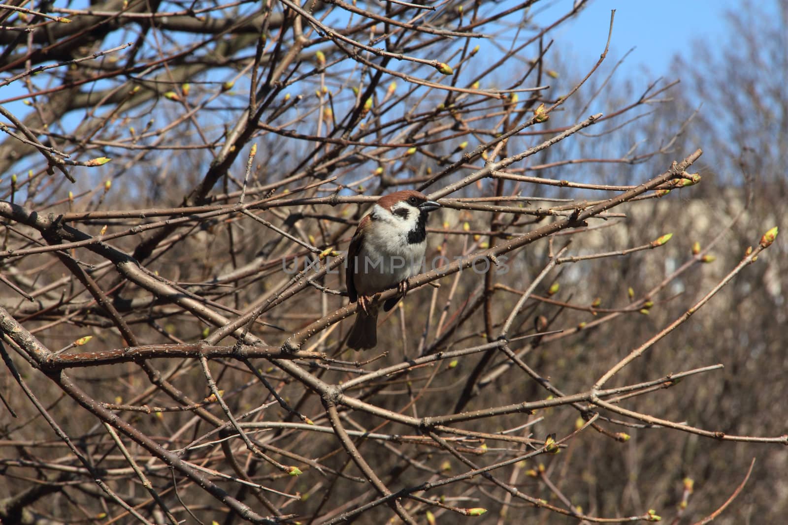 Male sparrow sitting on spring tree