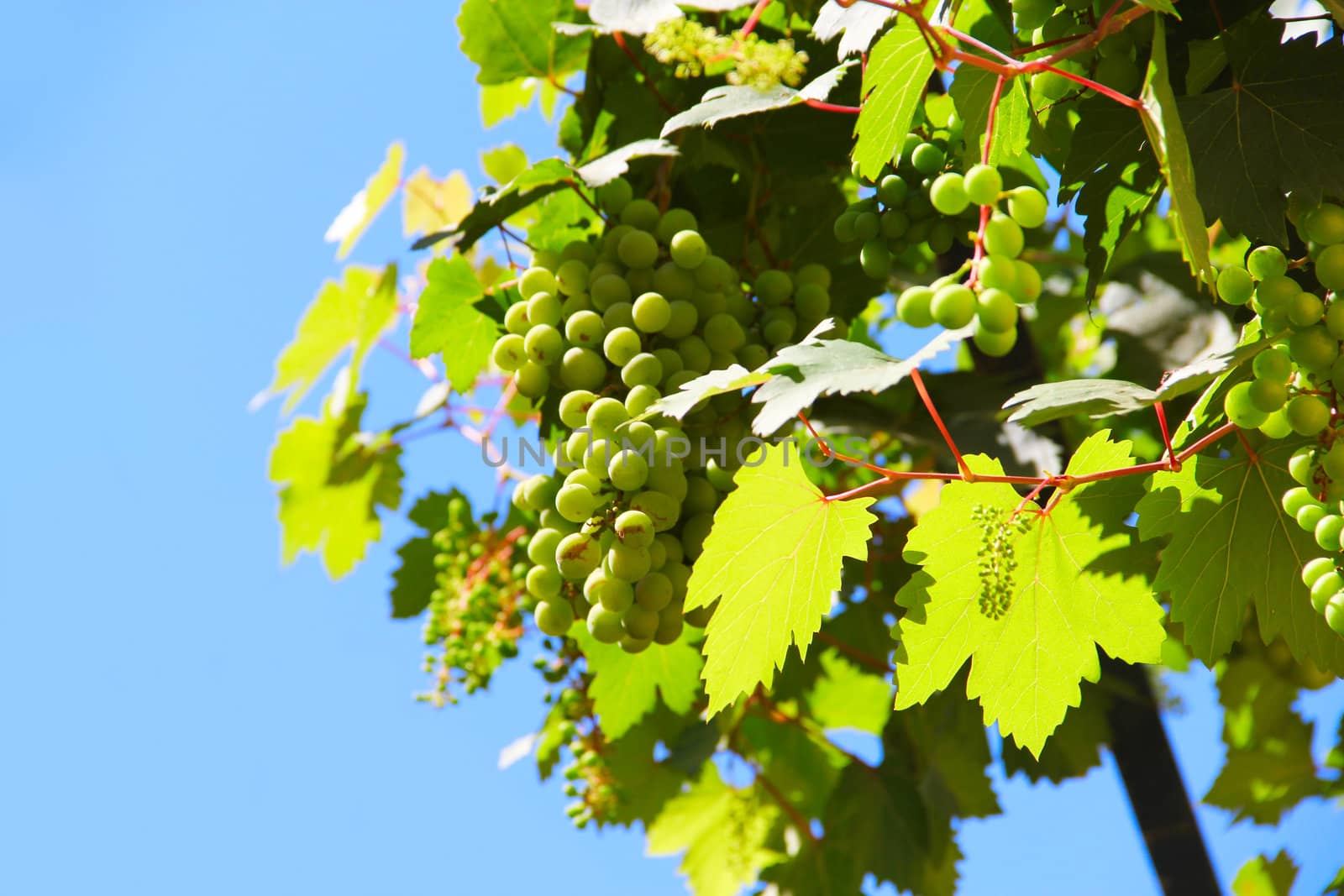 Green grapes on vine by destillat