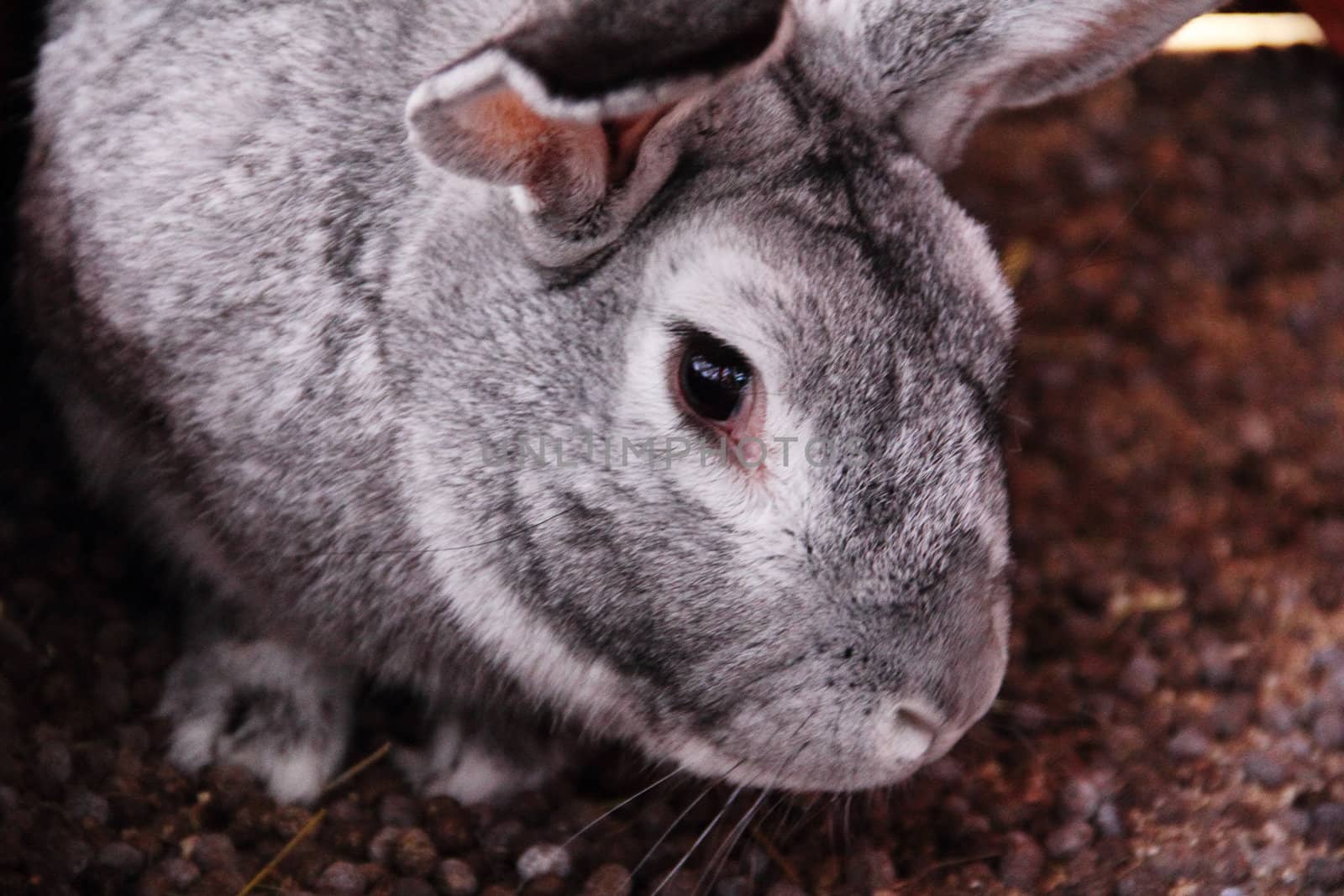 Gray rabbit portrait by destillat