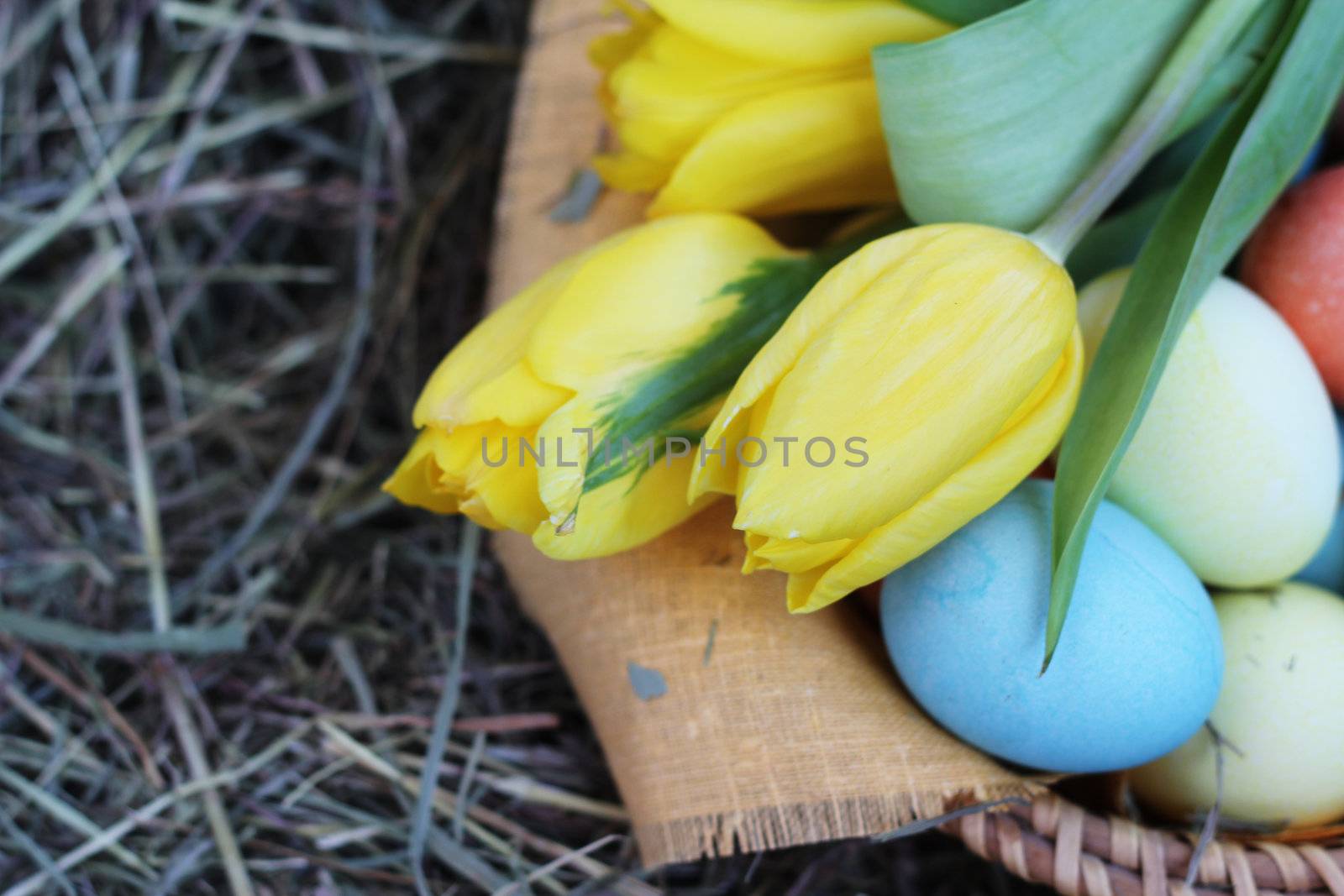 Basket of colored easter eggs and tulips on hay