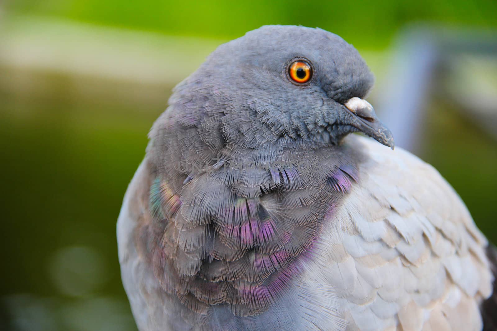 Portrait of beautiful gray pigeon close up