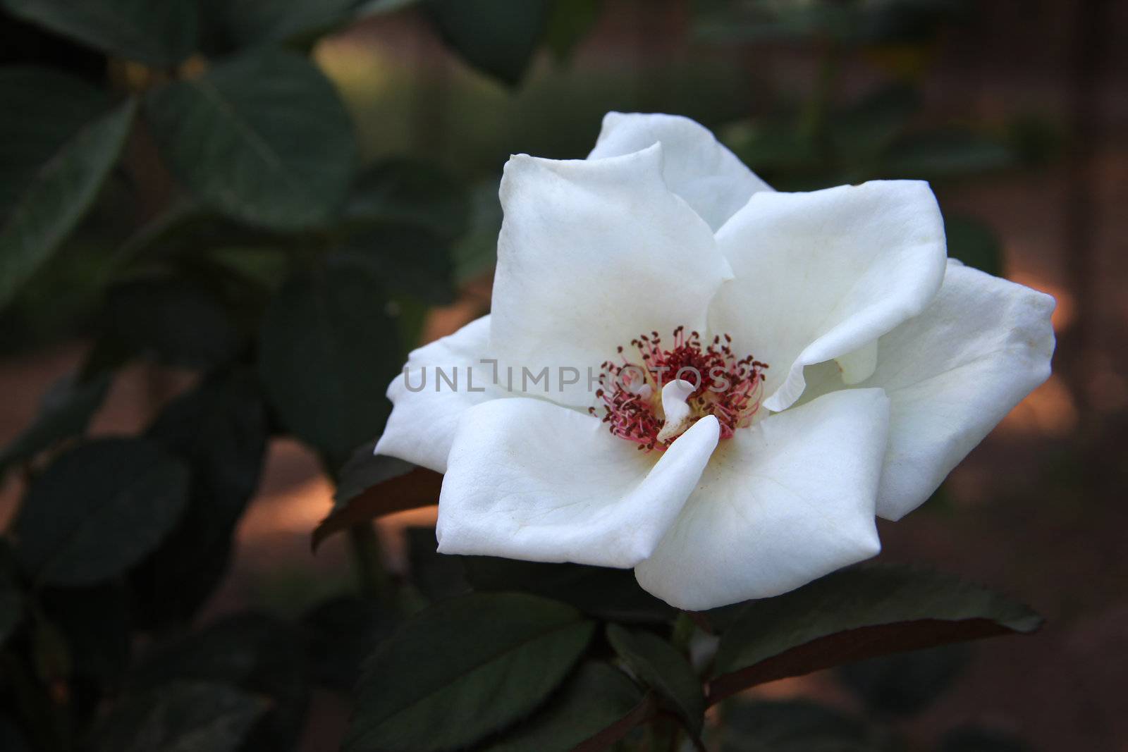 wild white rose in the garden by destillat