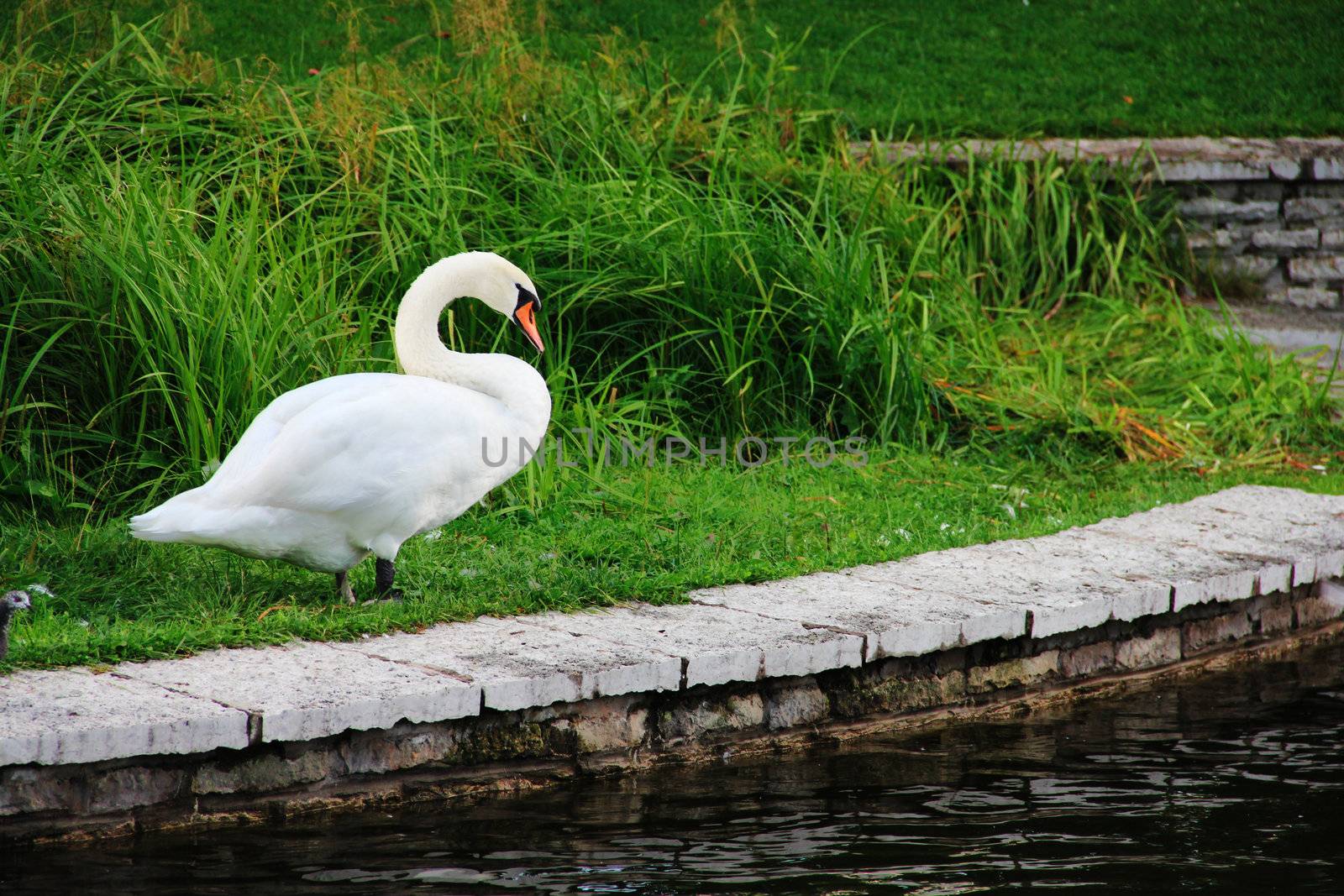 White swan standing on beautiful shore of pond