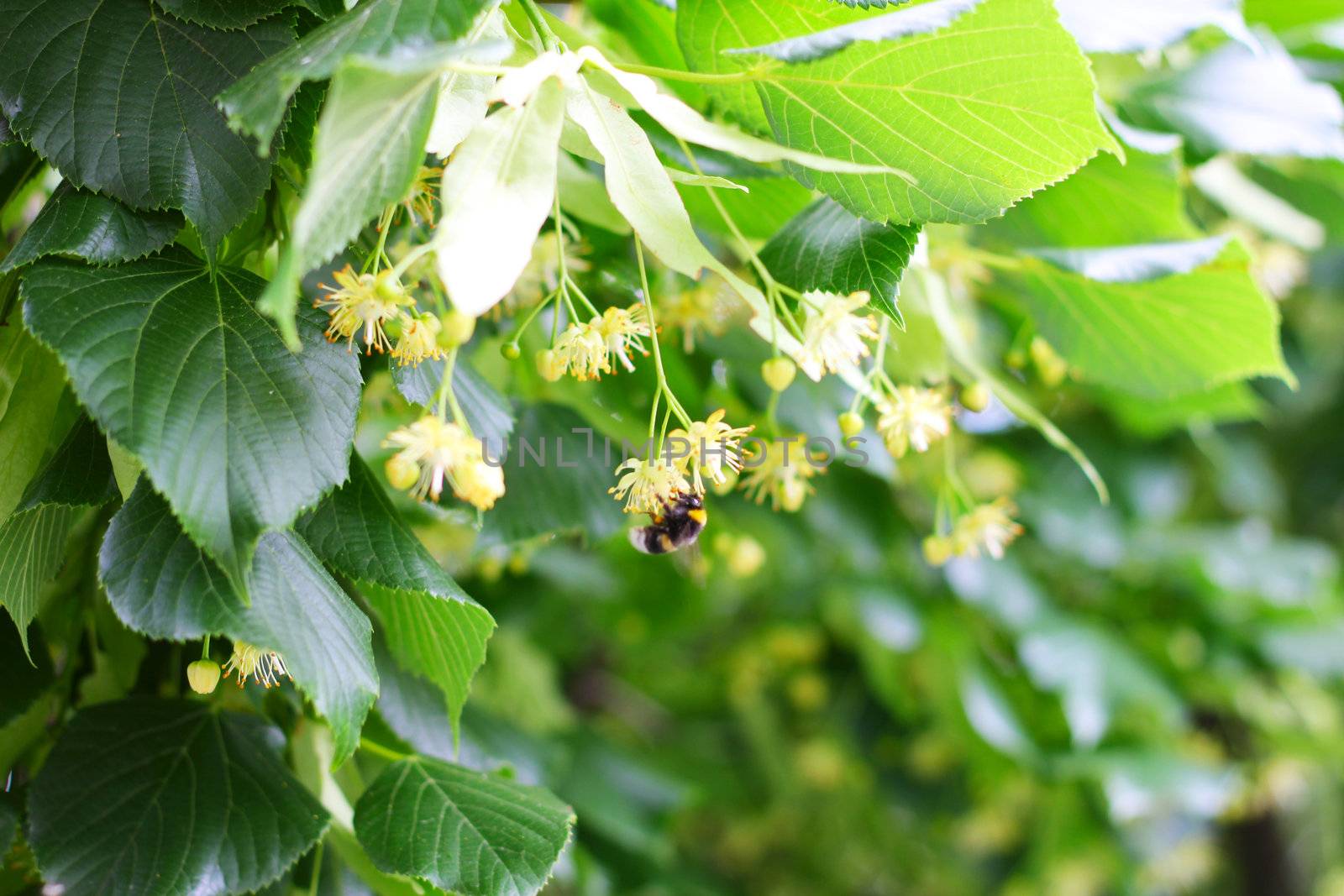 Bee pollinating flowers on linden tree close up