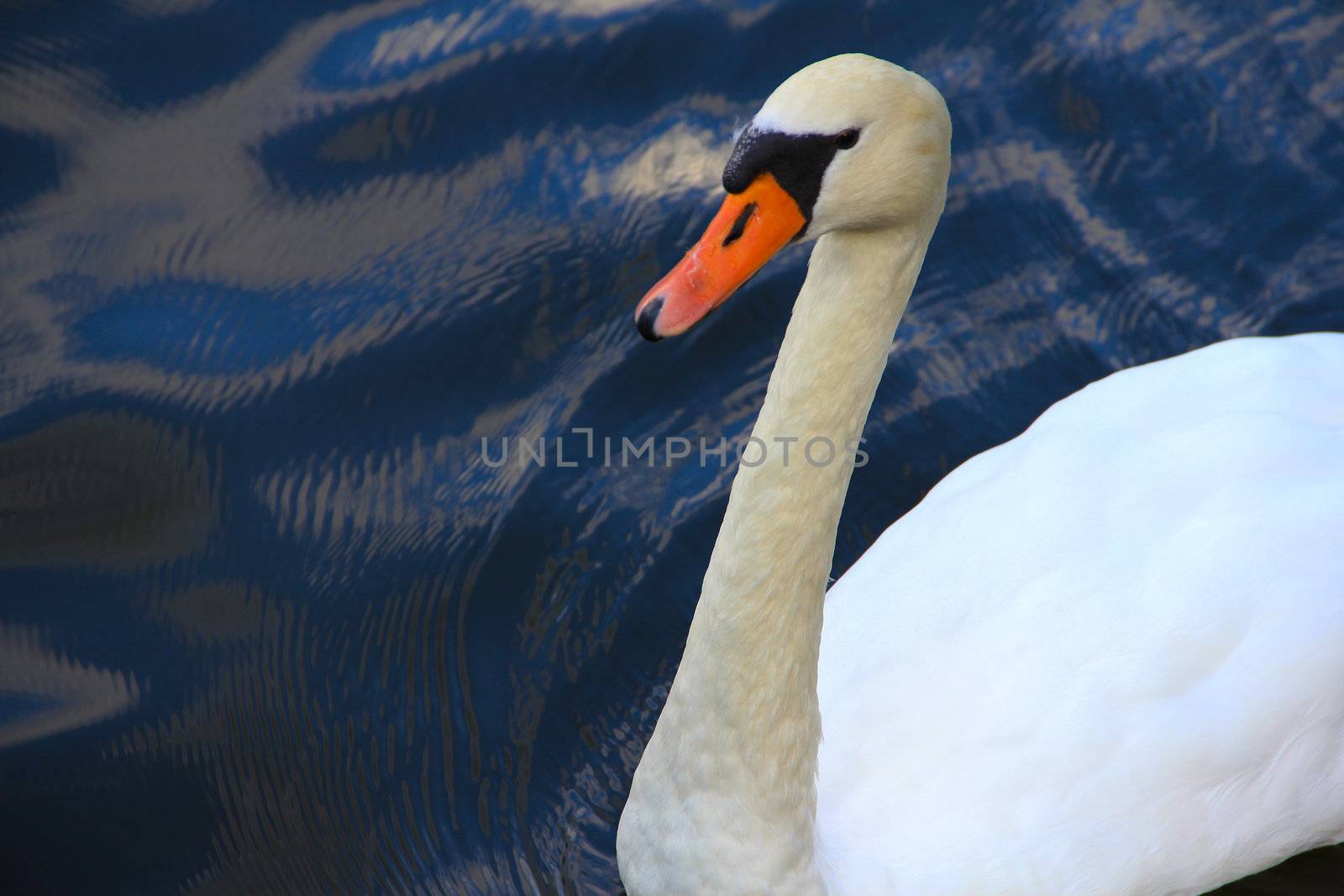 Portrait of beautiful white swan in pond