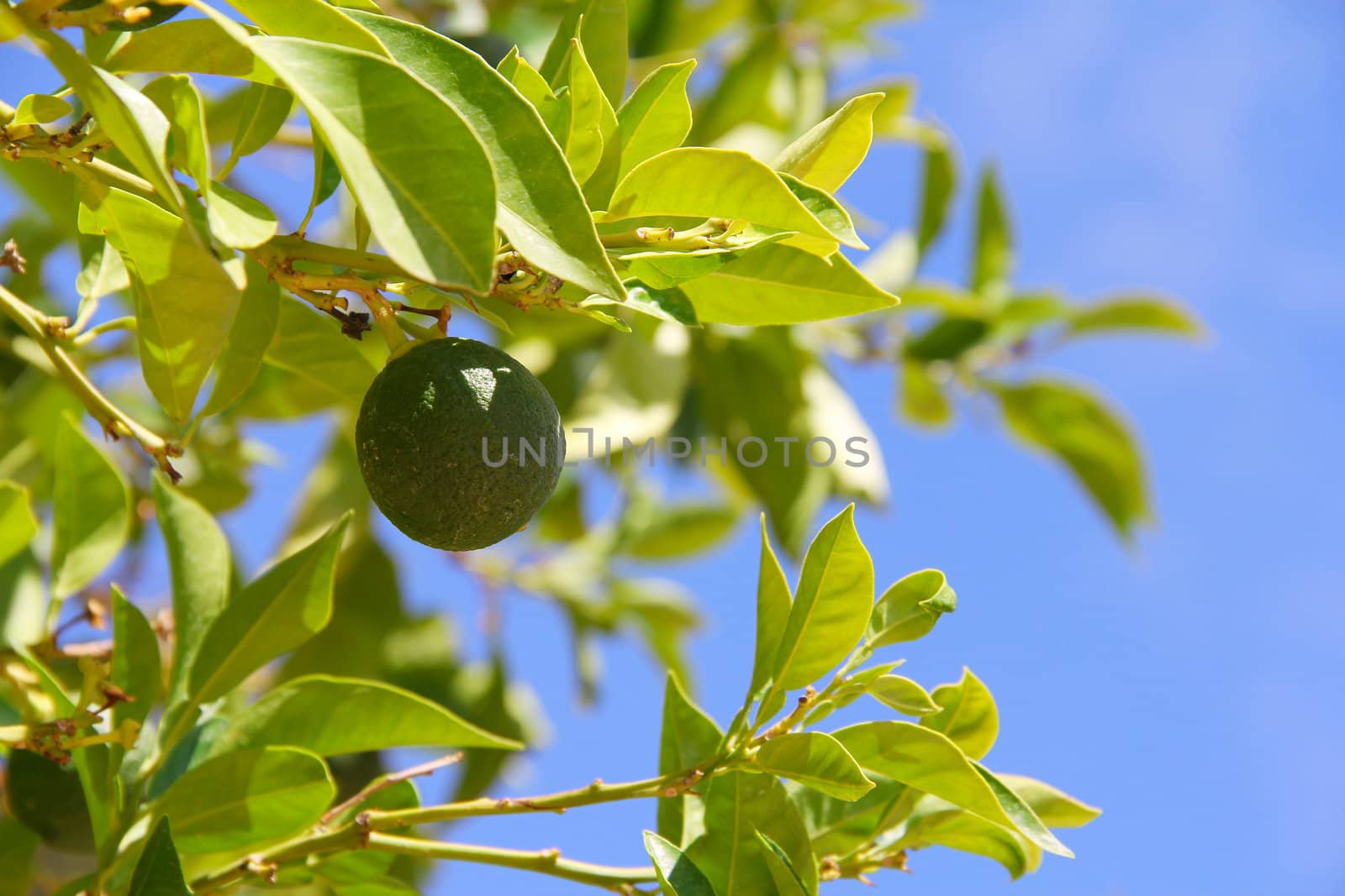 Fresh green limes on garden tree close up