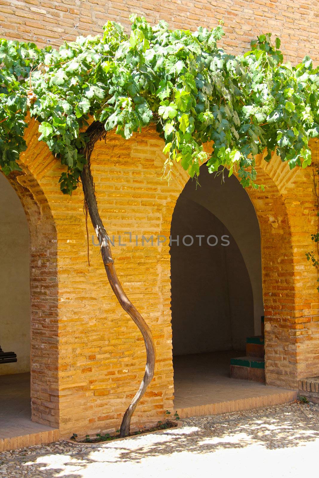 Beautiful garden of Alhambra at sunny day