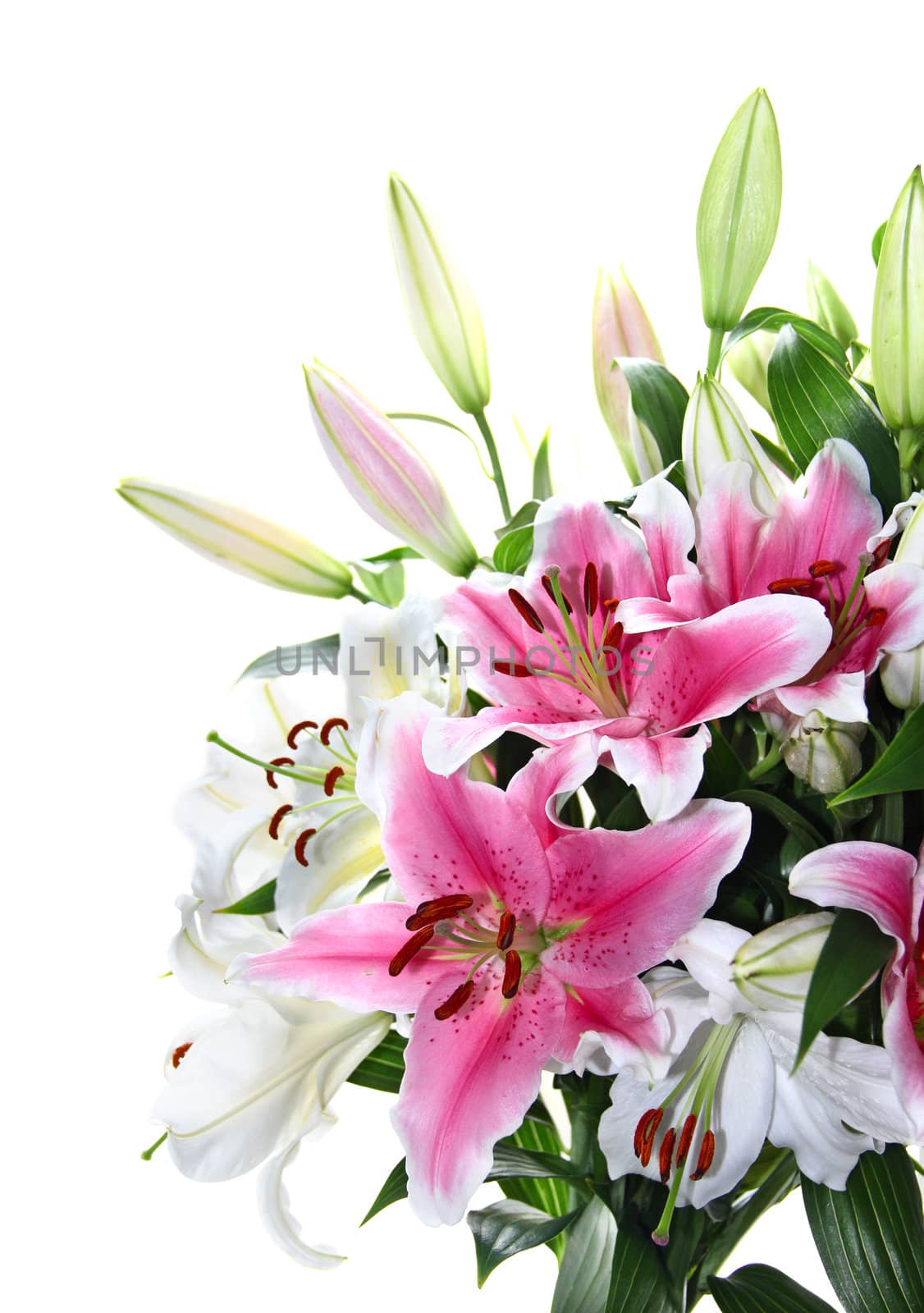 Pink and white lily bouquet closeup isolated on white