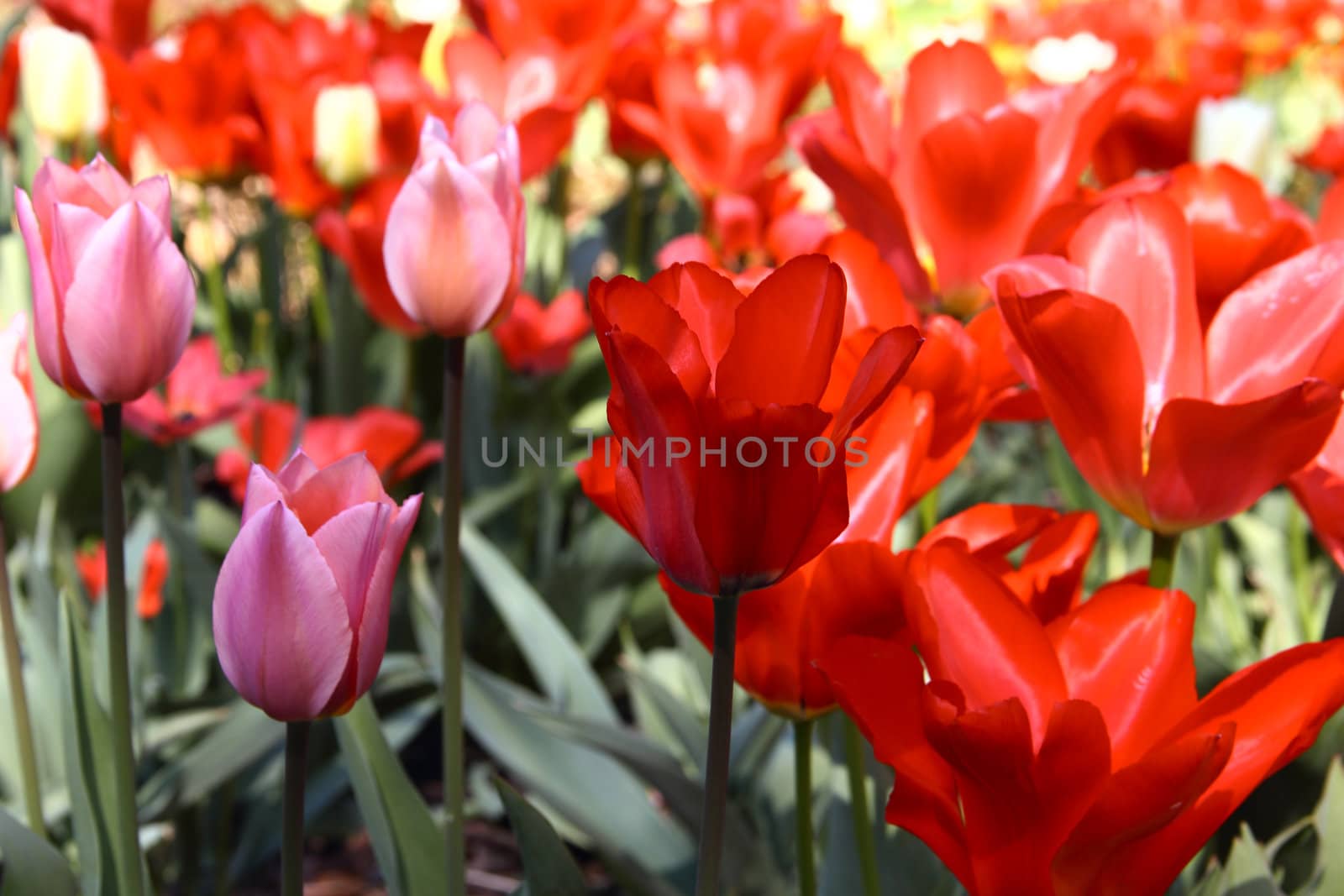 Colorful beautiful spring tulips closeup background