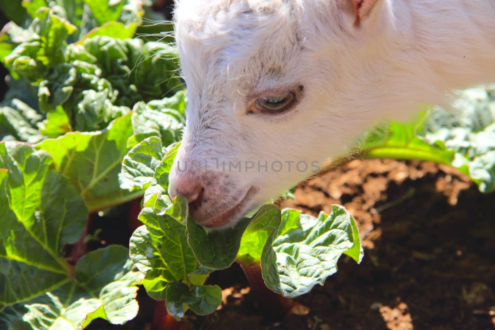 White baby goat eating fresh leaf closeup