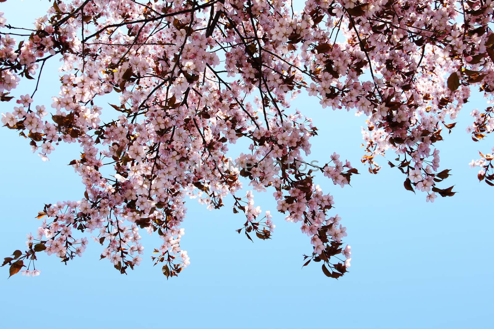 Blooming spring sacura on blue sky background