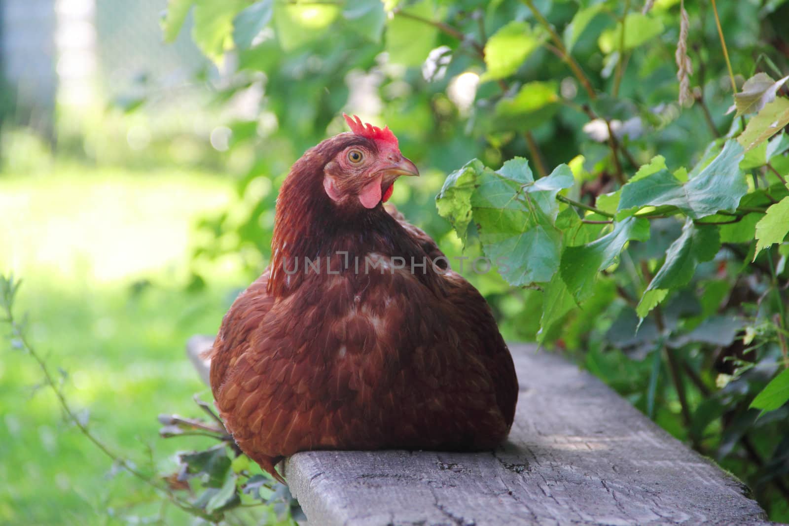 Portarait of a hen sitting on wooden bench near tree