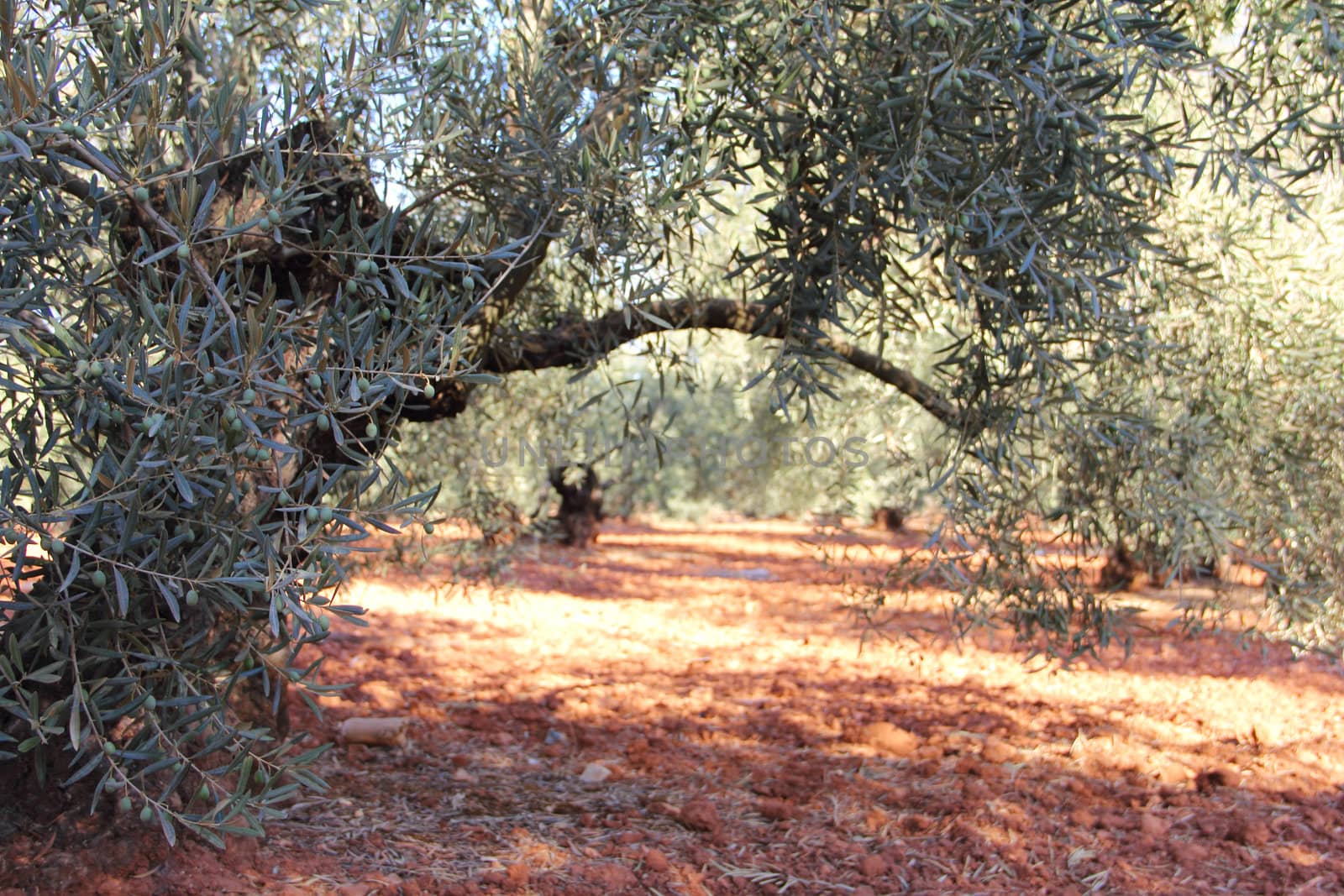 Beautiful olive trees in garden with red soil