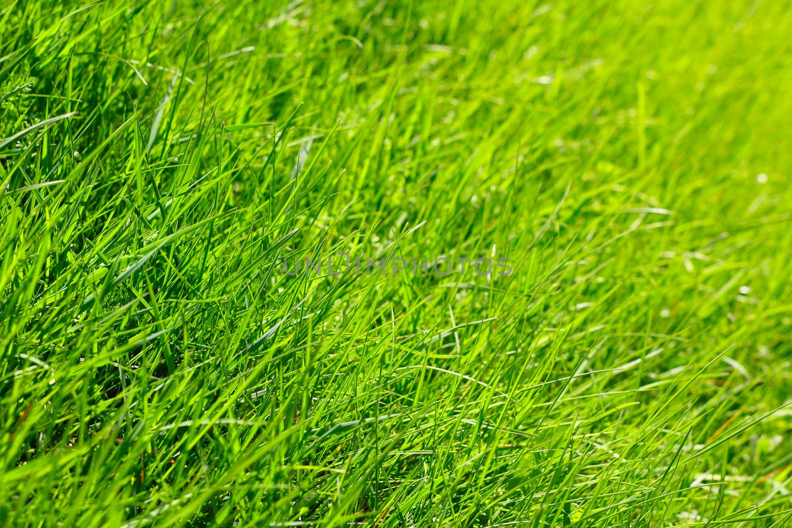 Spring fresh green lawn grass macro close-up