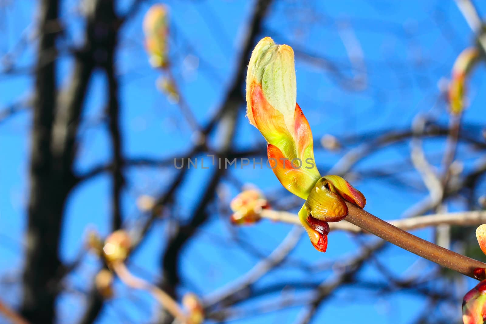 Huge bud on branch with blue sky background