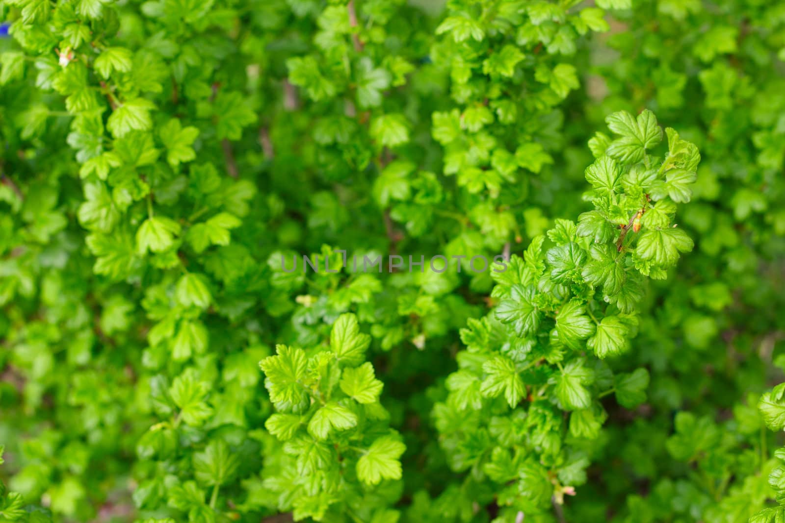 Fresh spring gooseberry bush with small leafs close up