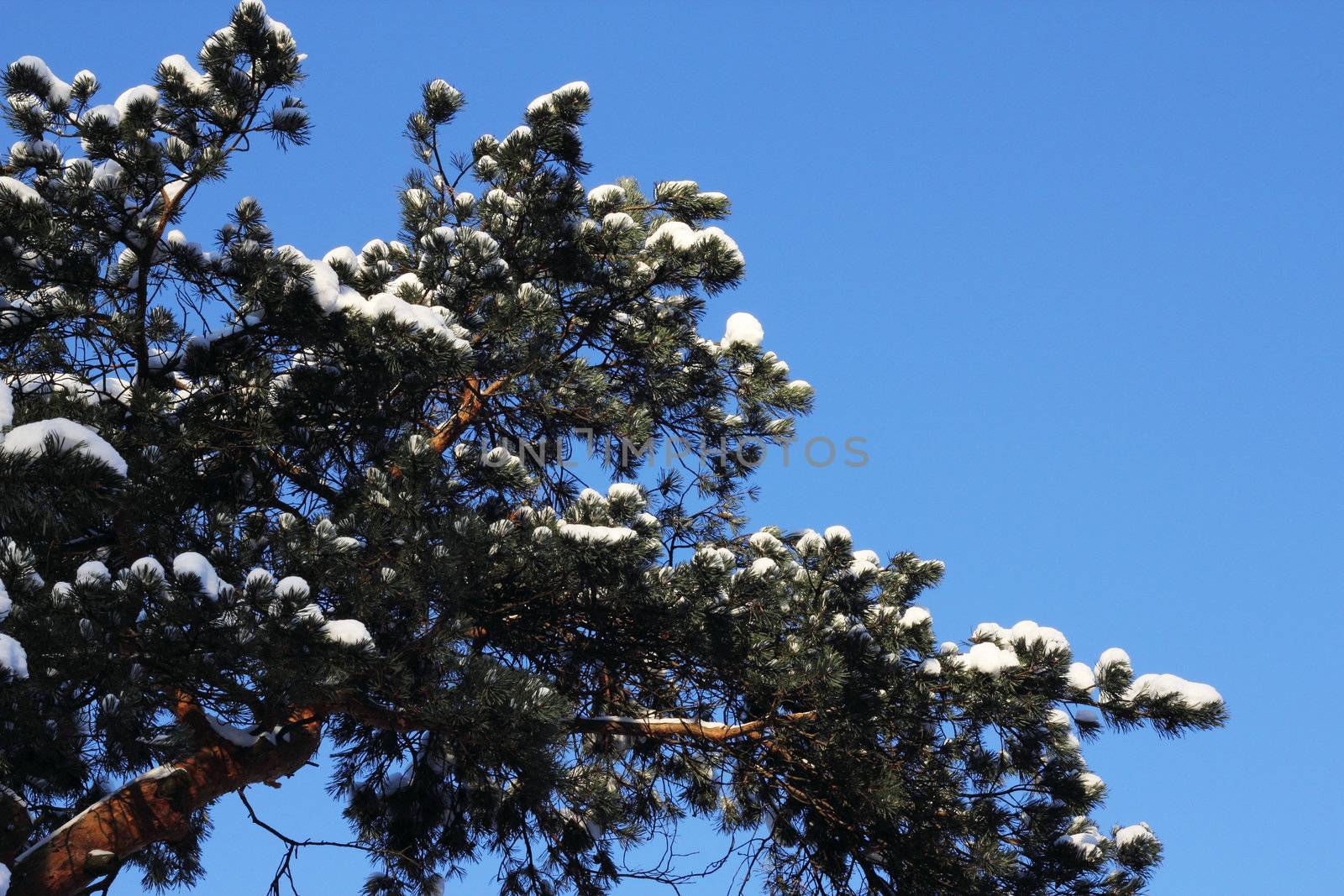 Beautiful pine branches covere with snow on blu sky background