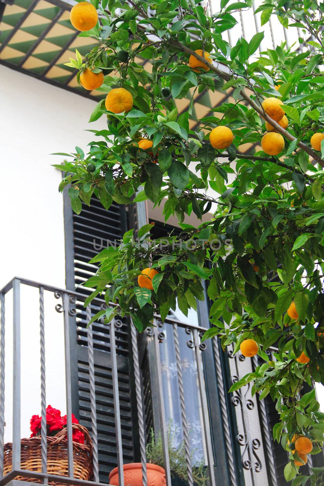 Oranges on tree branch in garden close up