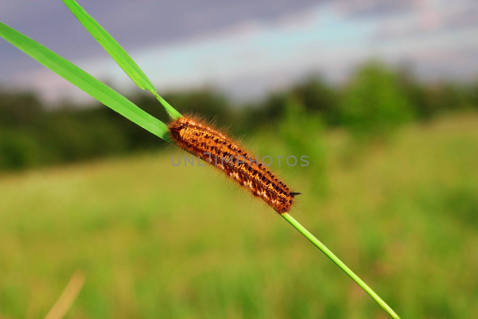 Caterpillar on grass blade with green field background