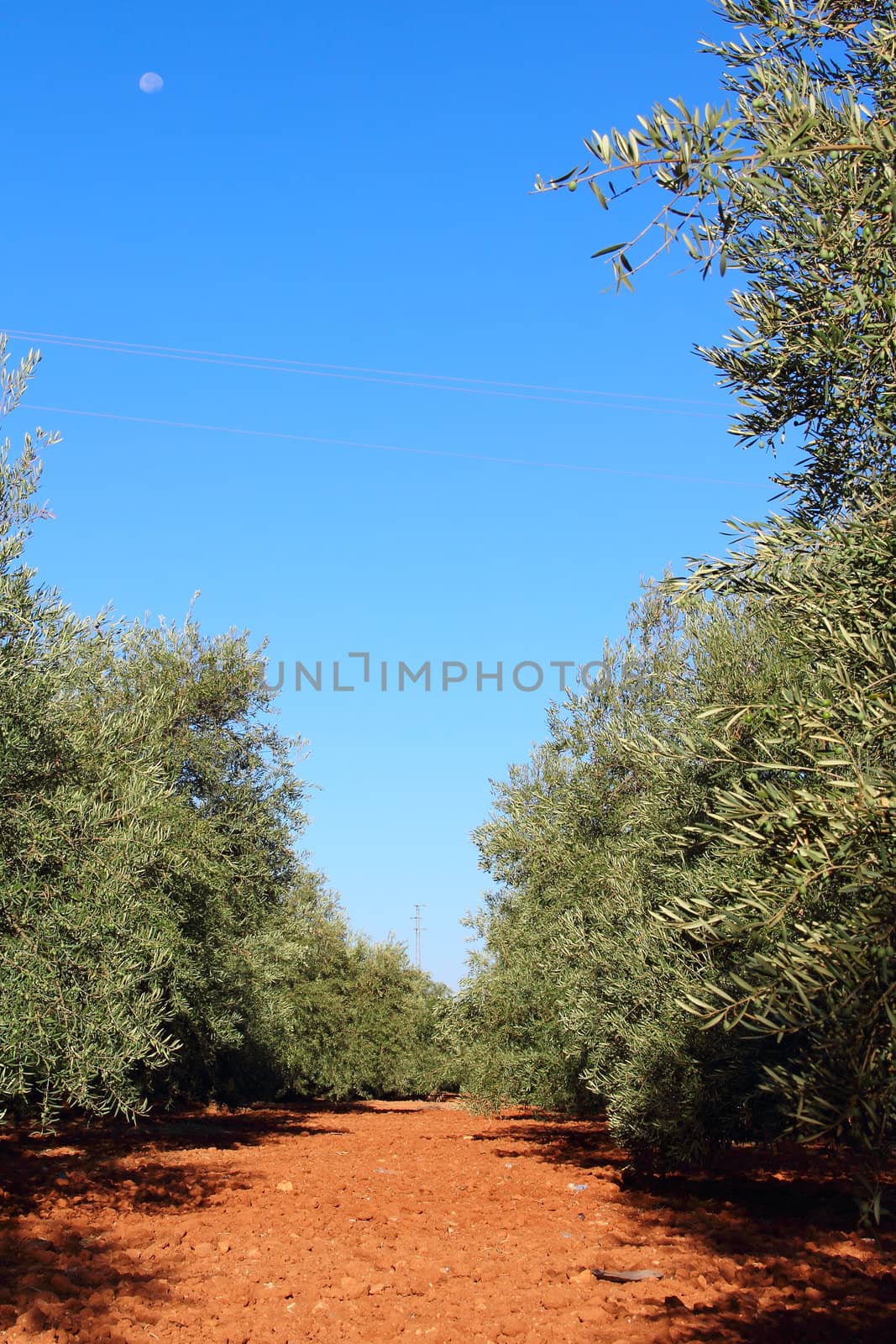 Olive trees in garden by destillat