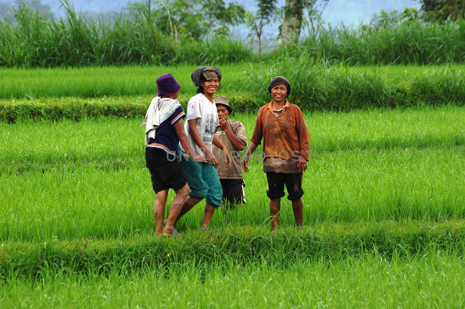 Workers in a rice field by Komar