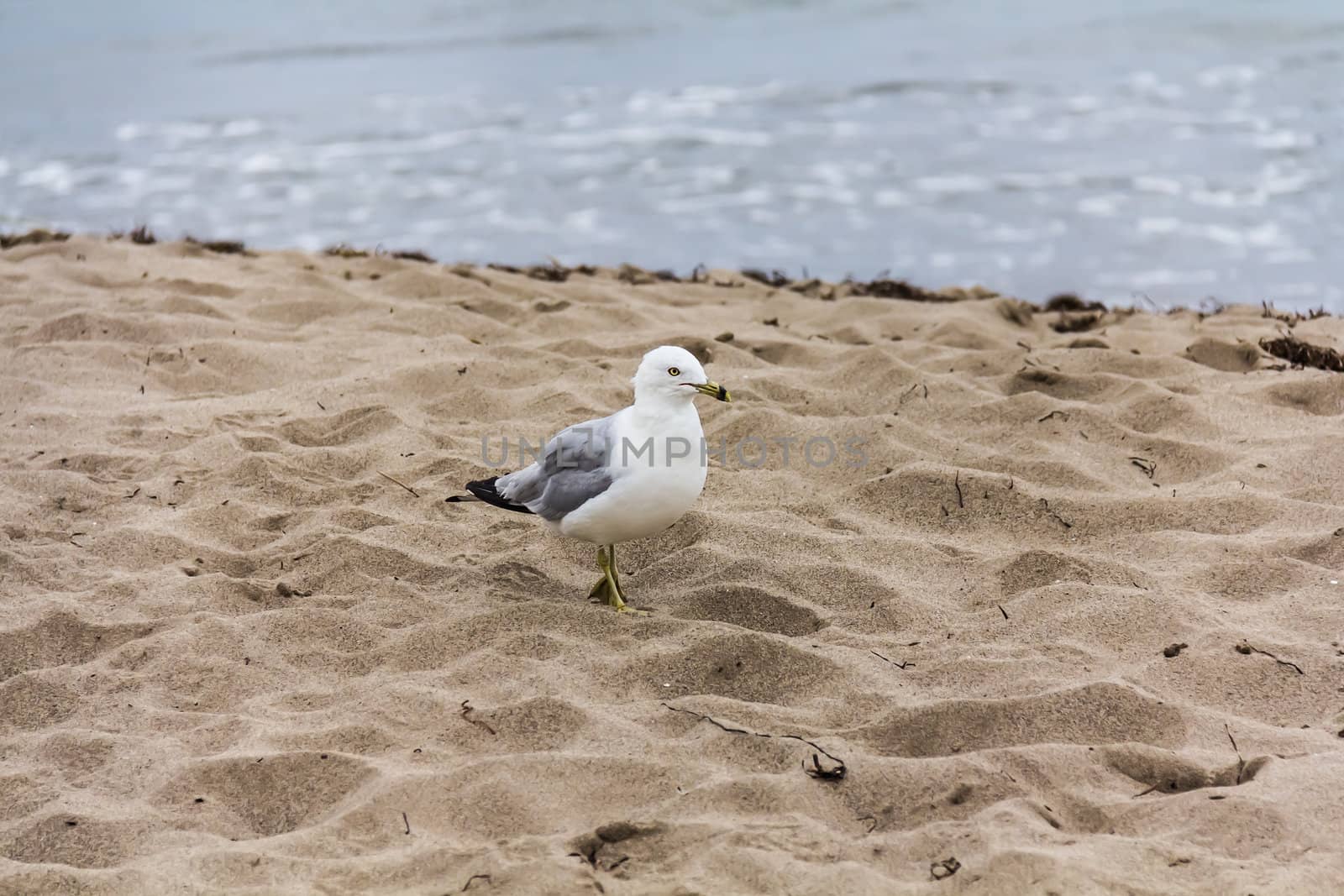 A gull is resting on the sand on the beach of the Saint Lawrence river in Gaspesie, Quebec, Canad