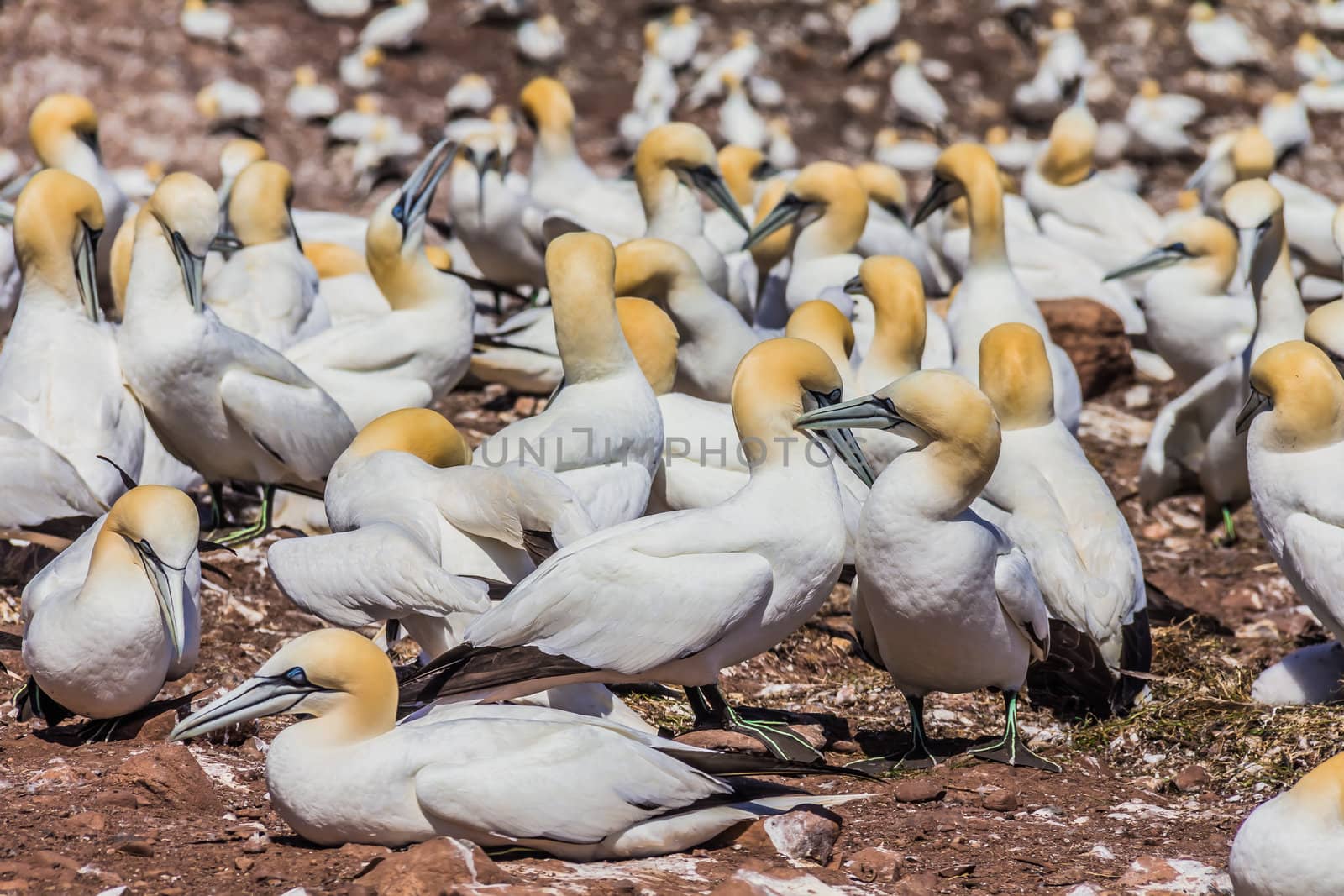 Northern Gannet Colony by petkolophoto