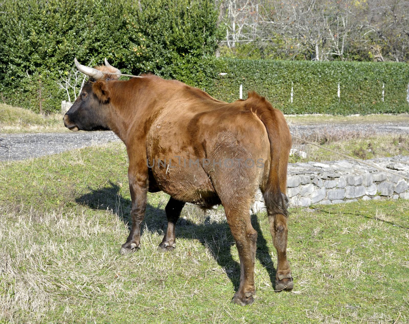 horned bull by rusgri